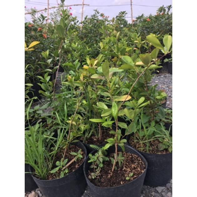 Cây chery nhiệt đới mau cho trái