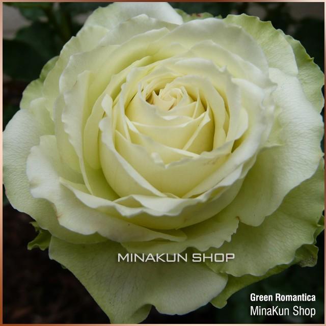 Hoa hồng ngoại Xanh Green Romantica cực thơm - MinaKun Shop
