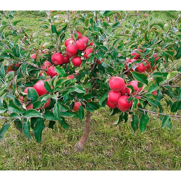 Giống táo nhập khẩu, Cây táo đỏ hÀN QUỐC, cây đẹp chuẩn giống tặng 2 cây chè xanh
