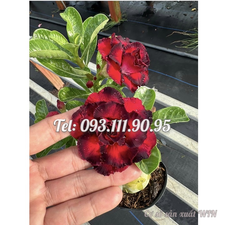 Hạt giống hoa sứ Thiên Vương cánh đỏ viền đen hoa to - Bịch 10 hạt – Mã số 2087