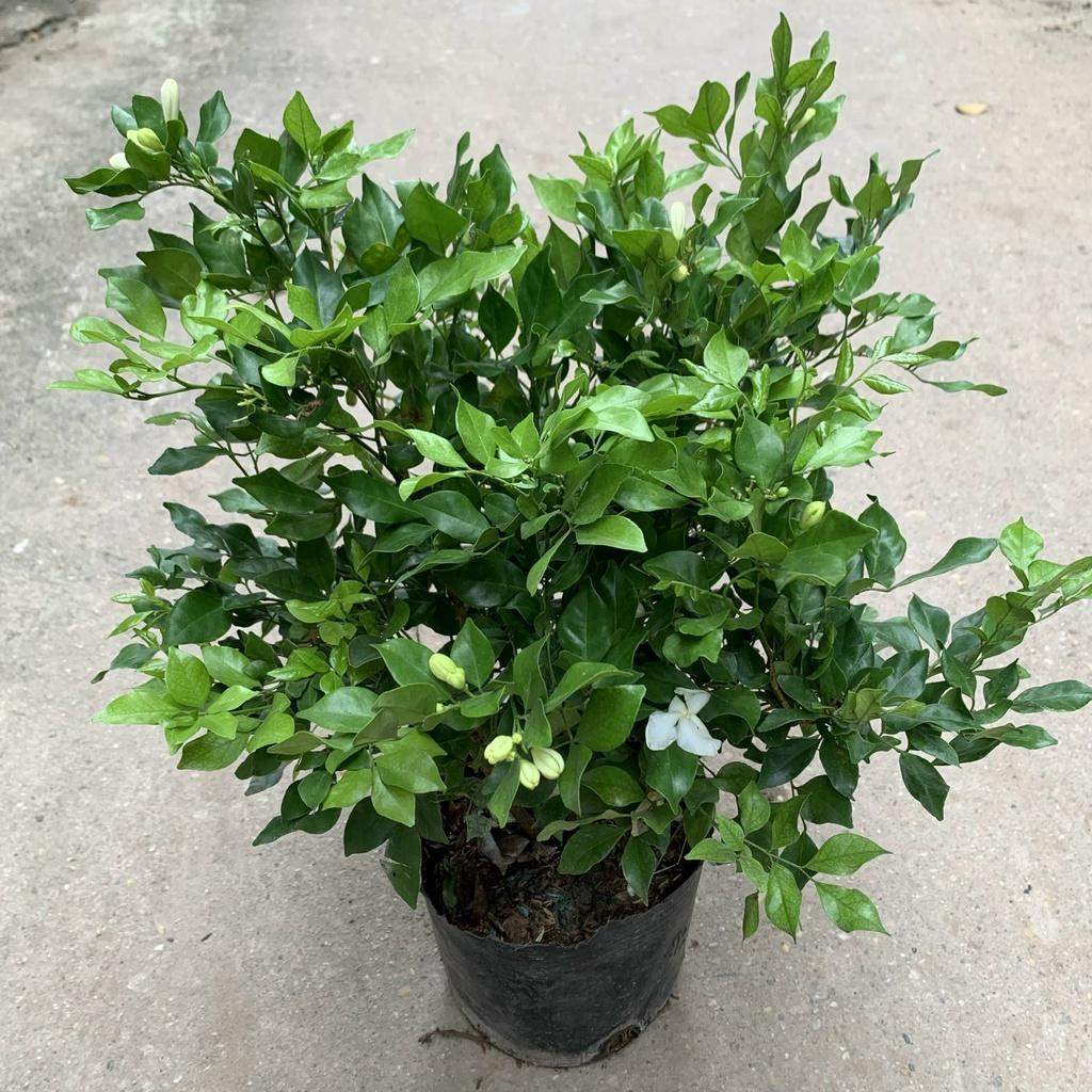 Cây nguyệt quế cao 25cm, cây nở siêu hoa tỏa hương thơm dễ chịu, trồng trang trí bồn hoa, ban công, sân vườn