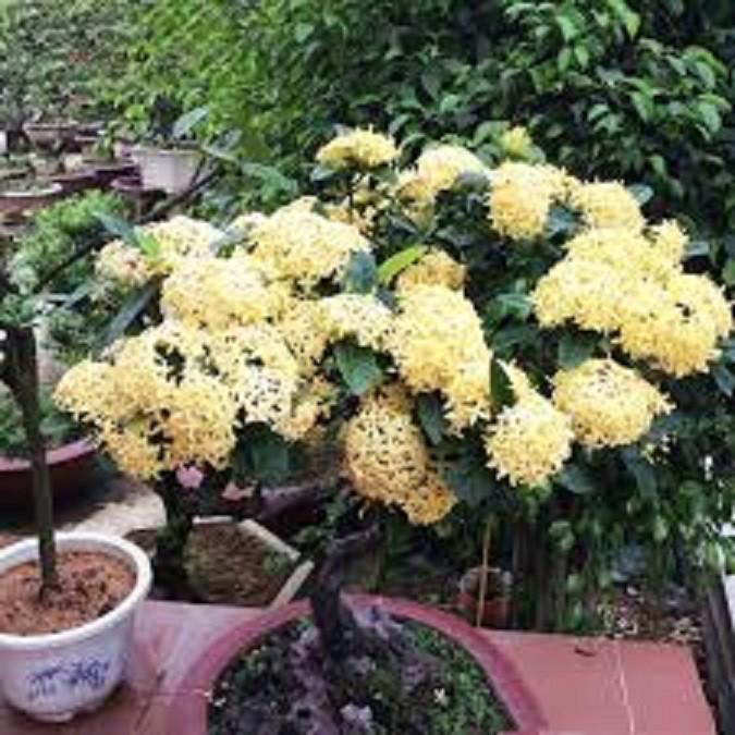 Hoa mẫu đơn màu vàng, bầu cây lớn, gửi đi nguyên bầu
