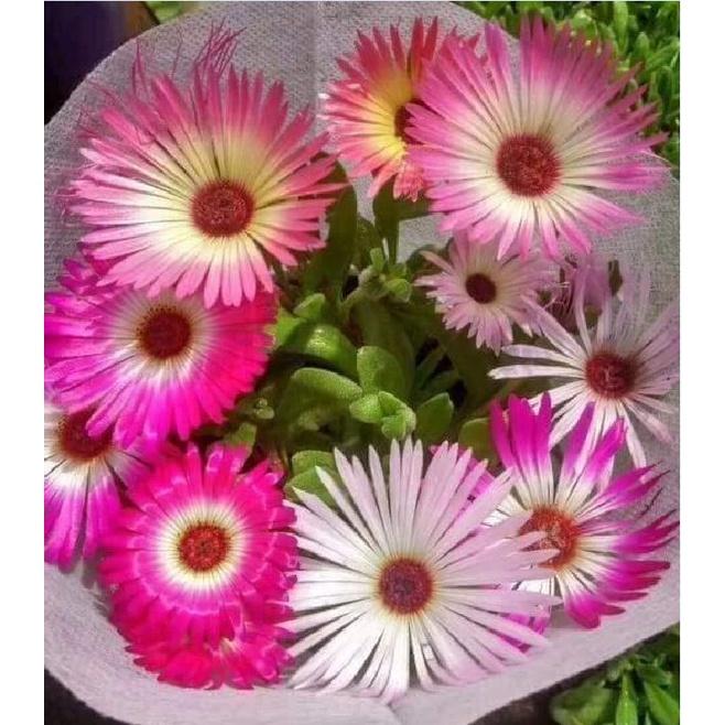 Hạt giống hoa 10h Châu Phi Mix - Gói 20 Hạt