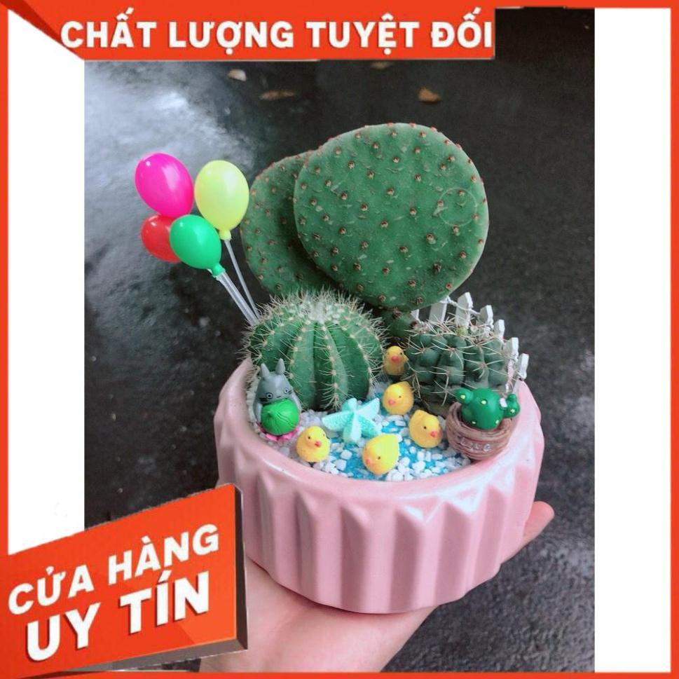 Chậu sen đá tiểu cảnh 24
