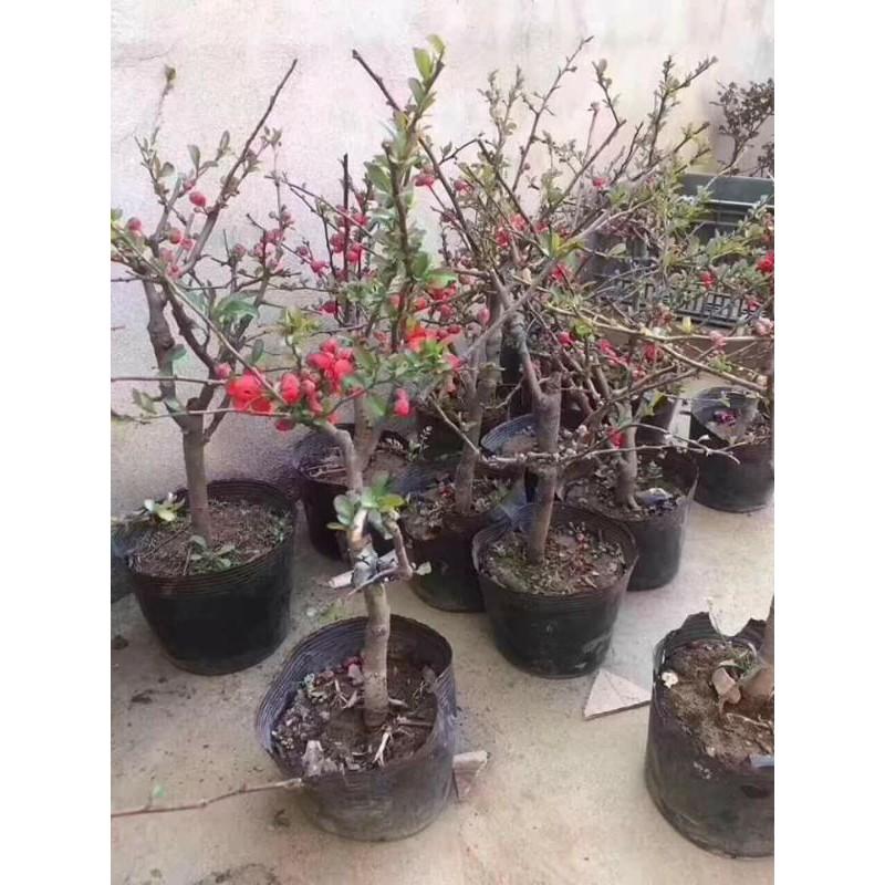 CÂY HOA MAI ĐỎ NHẬT ĐANG NỤ NỞ HOA TẾT