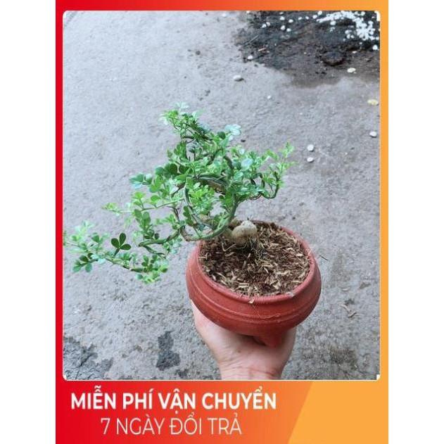 Chậu Cây Cần Thăng