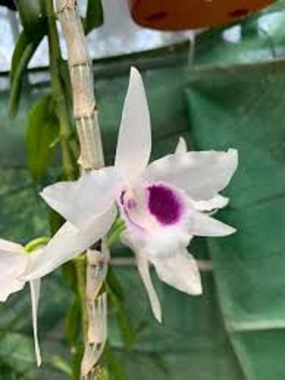 Phi điệp đột biến VIỆT BẮC CHẤT LƯỢNG UY TÍN