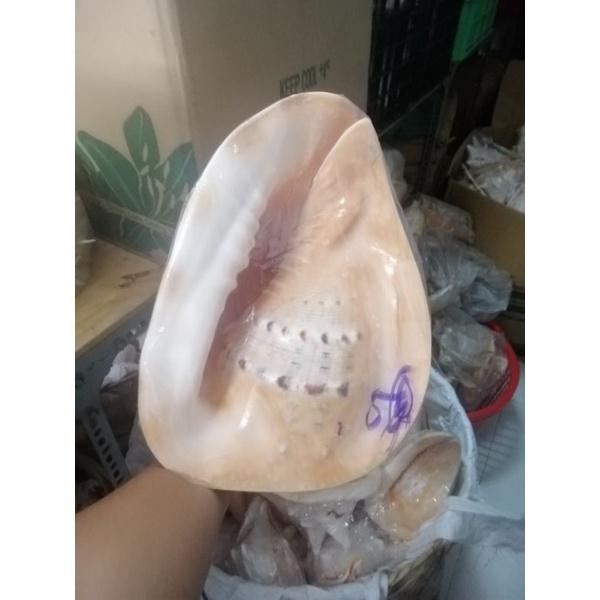 VỎ ỐC BIỂN. VỎ ỐC KIM KHÔI VÀNG SIZE TỪ 20-28 CM