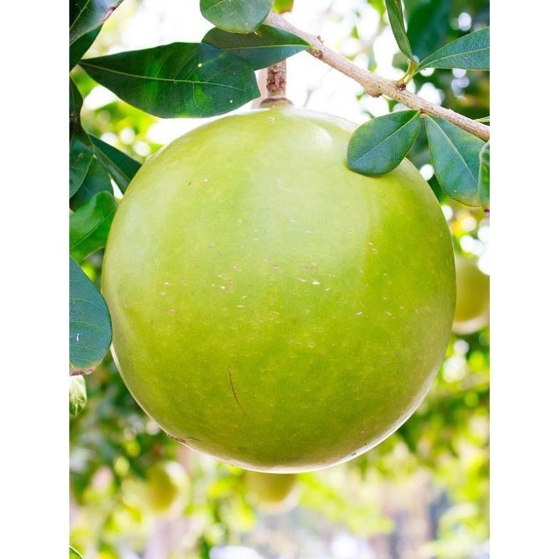 CÂY GIỐNG CÂY ĐÀO TIÊN , CAM KẾT CHUẨN GIỐNG