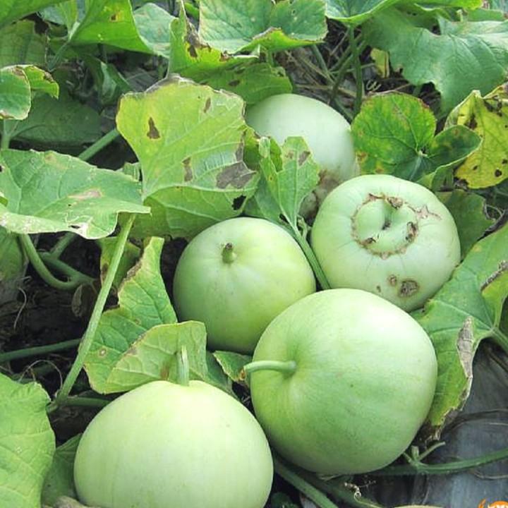 Hạt dưa lê siêu ngọt 1gr