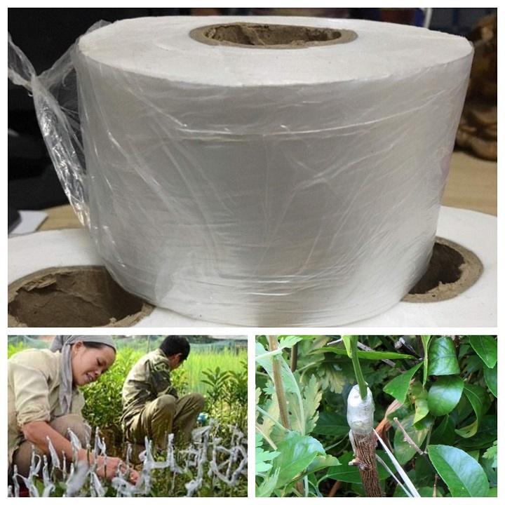 Combo 4 băng quấn mối ghép cành tự hủy khổ 3cm