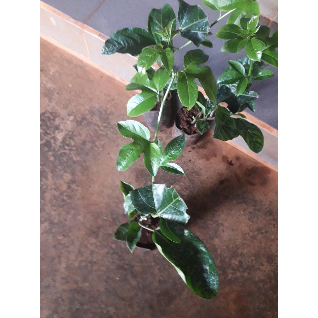 Combo 3 CÂY Chanh Leo tím