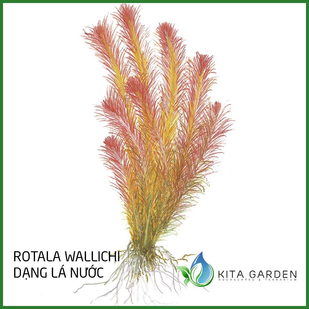 Cây thủy sinh Rotala Wallichii - Dễ Trồng - Cây Dạng Cạn