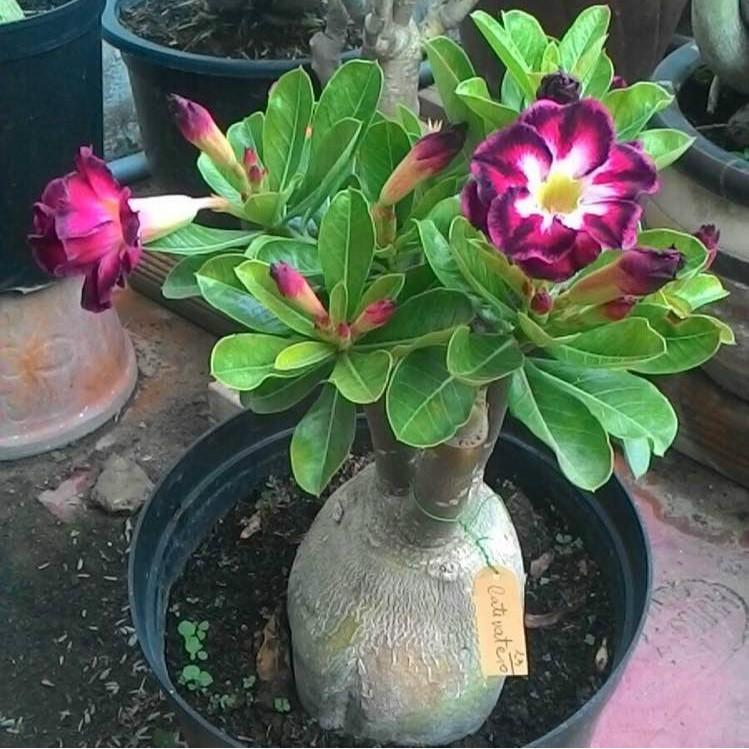 Bộ 2 gói Hạt giống hoa sứ Thái kép - Lên mầm 100%