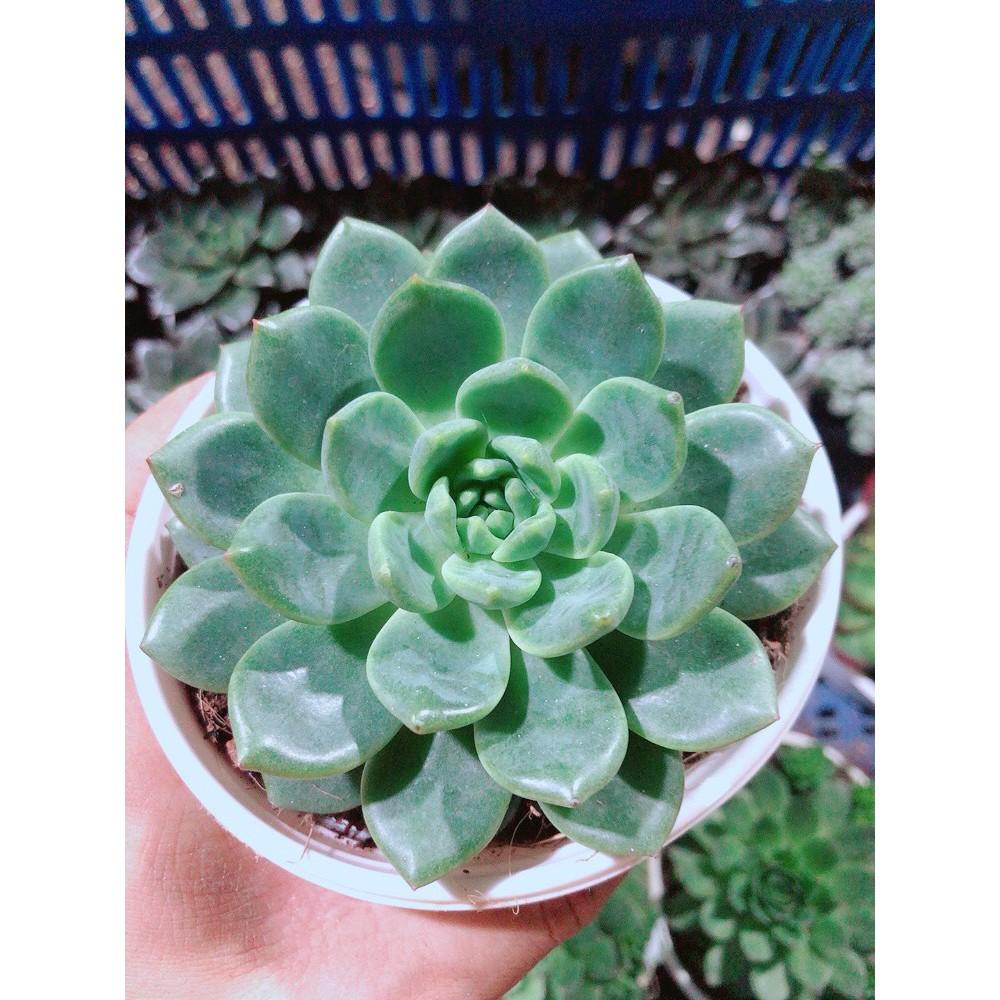 Sen Đá Bánh Bao Kèm Chậu Sứ