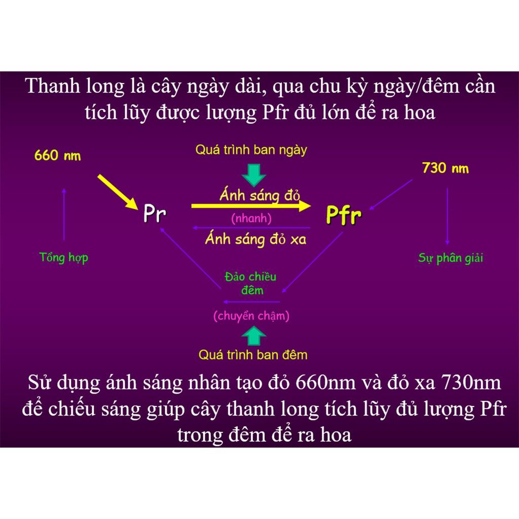 Hình ảnh Đèn LED thanh long 9W Rạng Đông