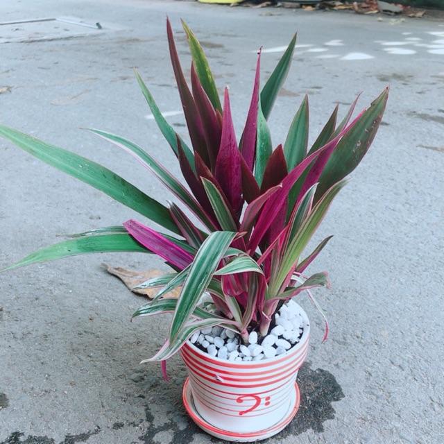 Chậu Cây Bảy Sắc Cầu Vòng