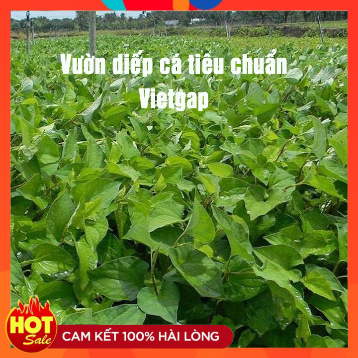 Bột Diếp Cá Nguyên Chất Sấy Lạnh Behena -Công Nghệ Sấy Lạnh-Nghiền Mịn Bằng Cối Đá-Hỗ Trợ Bệnh Tr.ĩ-Ngừa Táo Bón