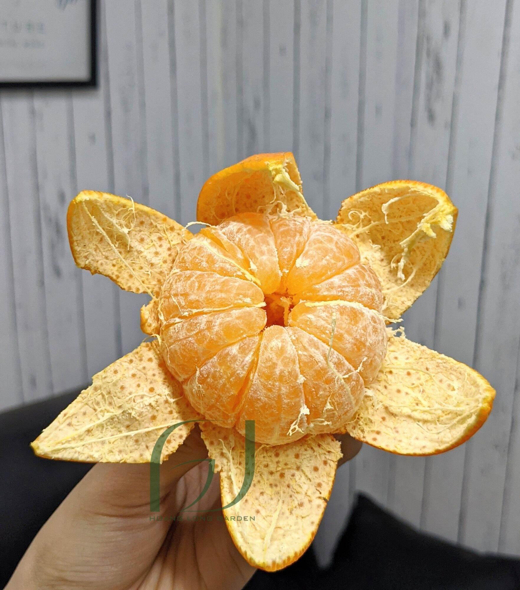 CÂY GIỐNG CAM ĐƯỜNG CANH TRỒNG CHẬU SIÊU SỚM