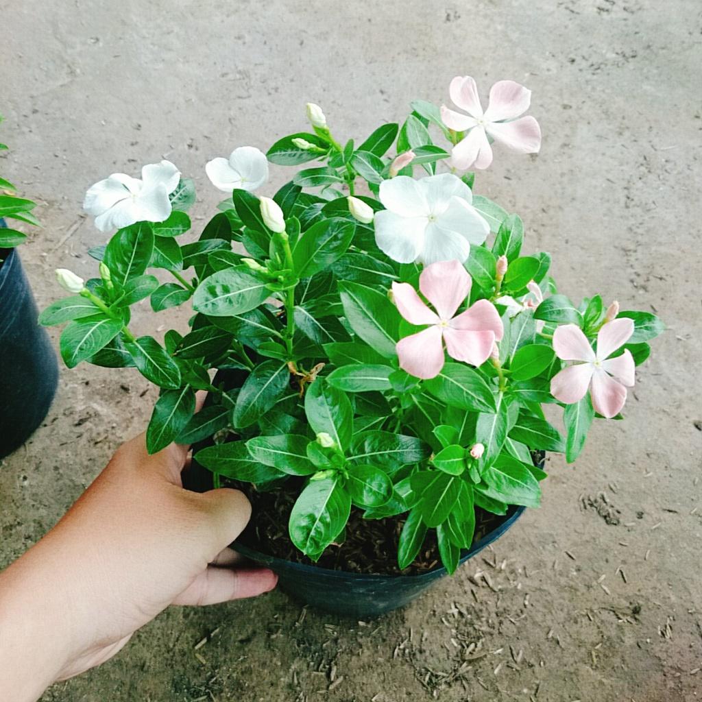 Cây hoa dừa cạn nhiều màu , cây nở hoa rực rỡ quanh năm, cây hoa cảnh trồng ban công, sân vườn + tặng phân bón