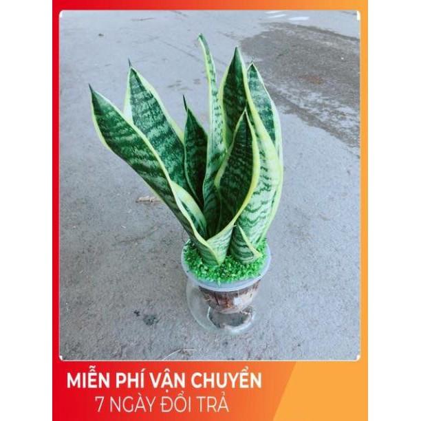 Chậu Lưỡi Hổ Thuỷ Sinh