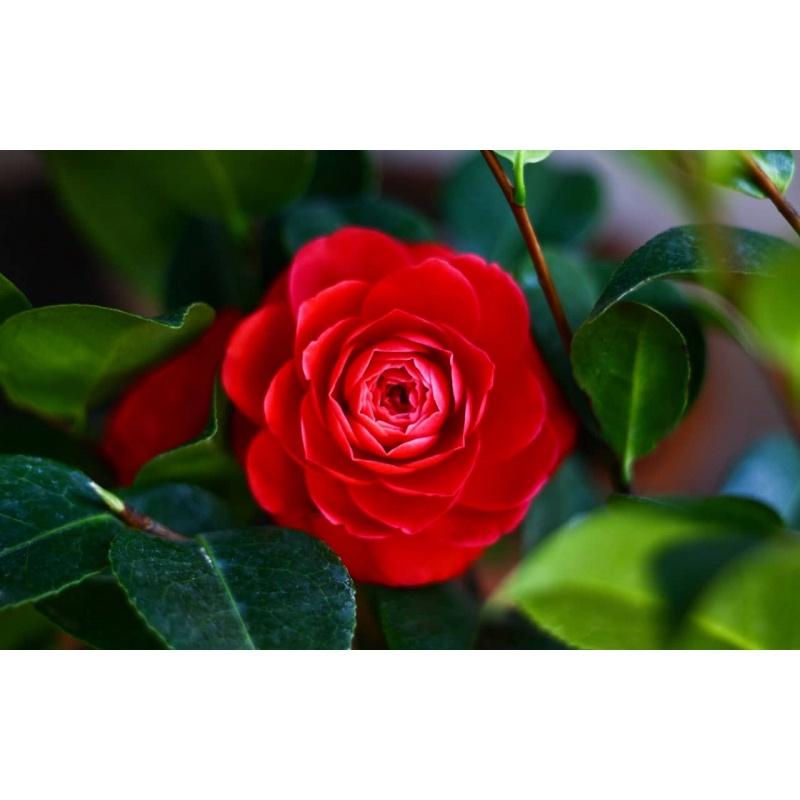 Cây giống hoa trà đỏ LỰU cổ, hàng cực hiếm, cây giống ươm bầu