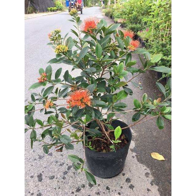 Cây mai thái siêu hoa