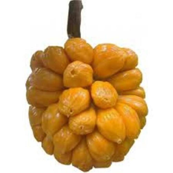 CÂY GIỐNG MÍT TỐ NỮ