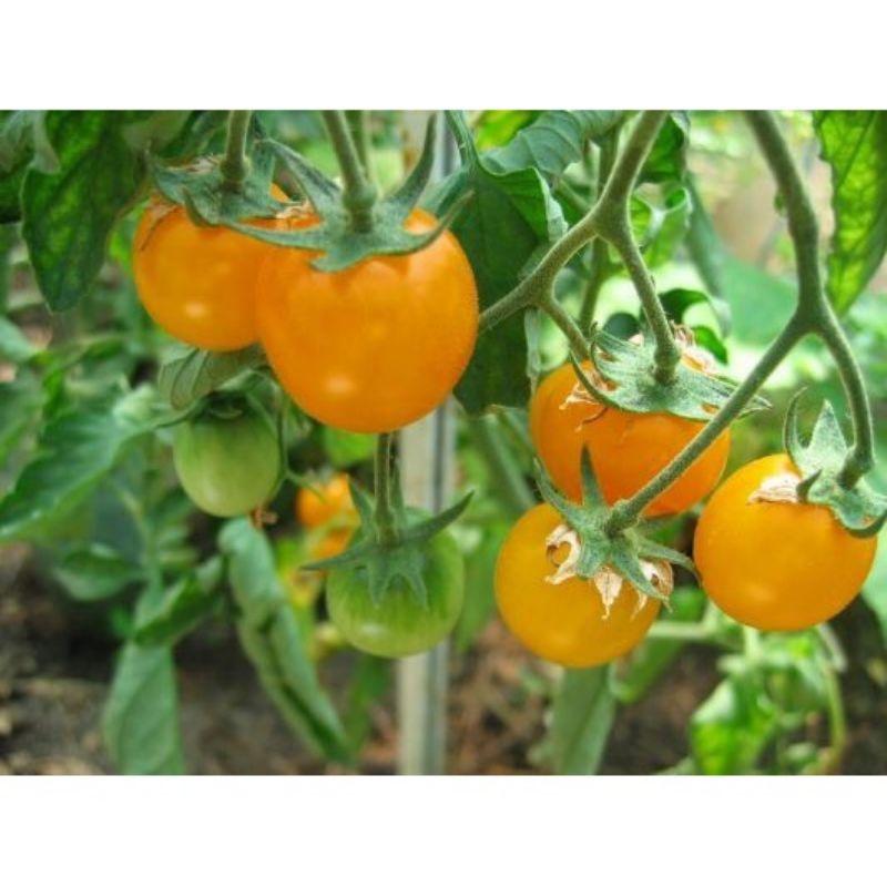 Hạt Giống Cà Chua Cherry Đỏ, cherry vàng, cherry đen - đóng gói 0.5gr