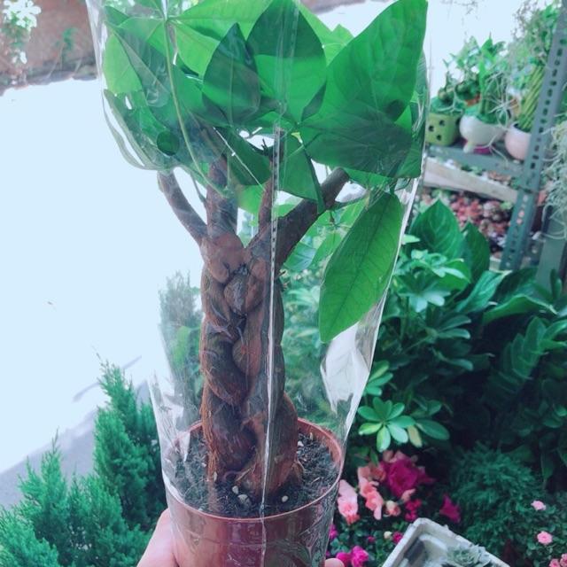 Kim Ngân Thắt Bính 3 Thân