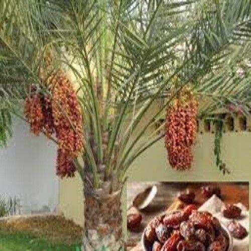 CÂY GIỐNG CHÀ LÀ TRUNG ĐÔNG - GIỐNG CÂY NHẬP KHẨU - HÀNG CHUẨN