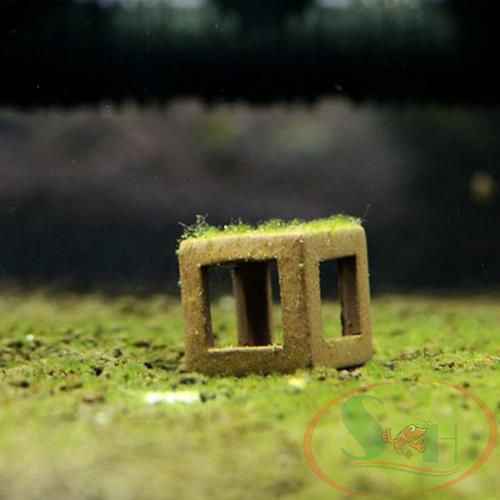 Bộ mầm kích tảo xanh nuôi cá tép đánh rêu xanh bể cá tép sula