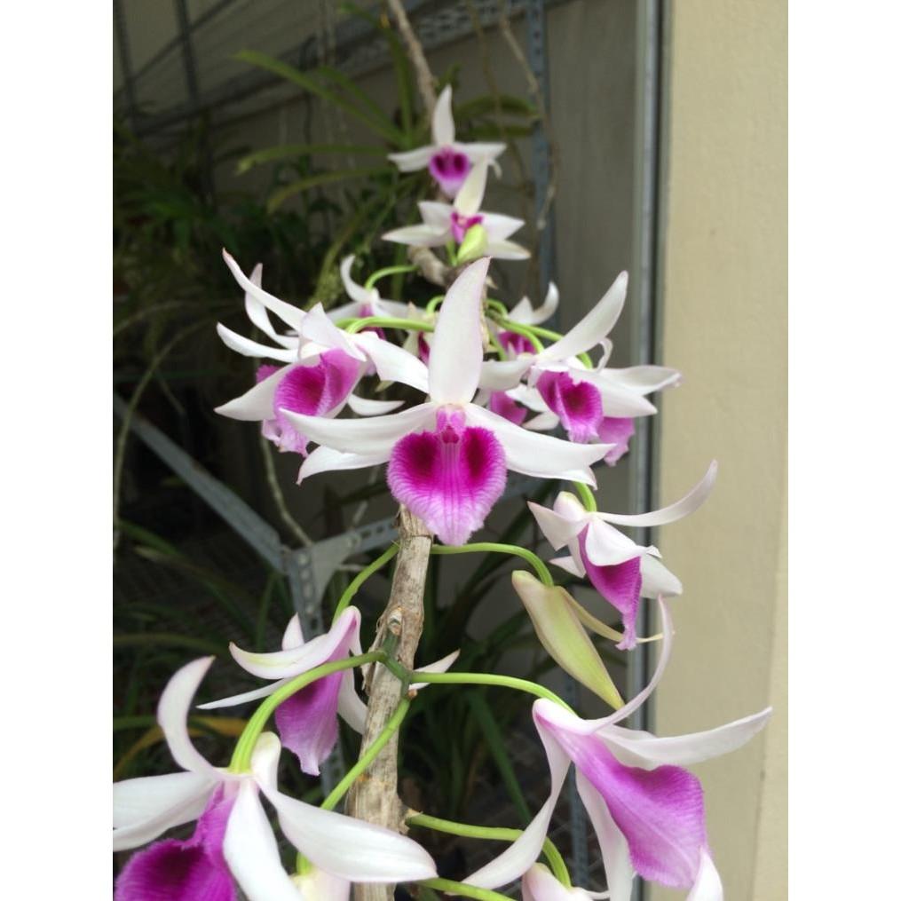 Dã hạc dacklay cây giống