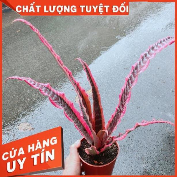 Dứa Nữ Hoàng