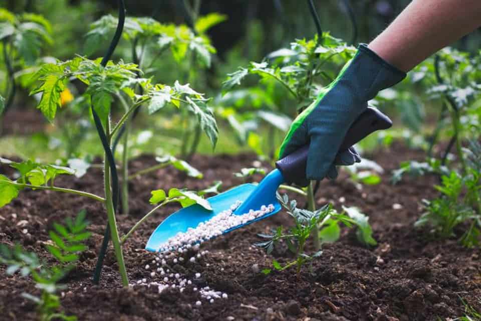 Phân Lân Đen Humic Hữu Cơ Chuyên Khử Chua Hạ Phèn