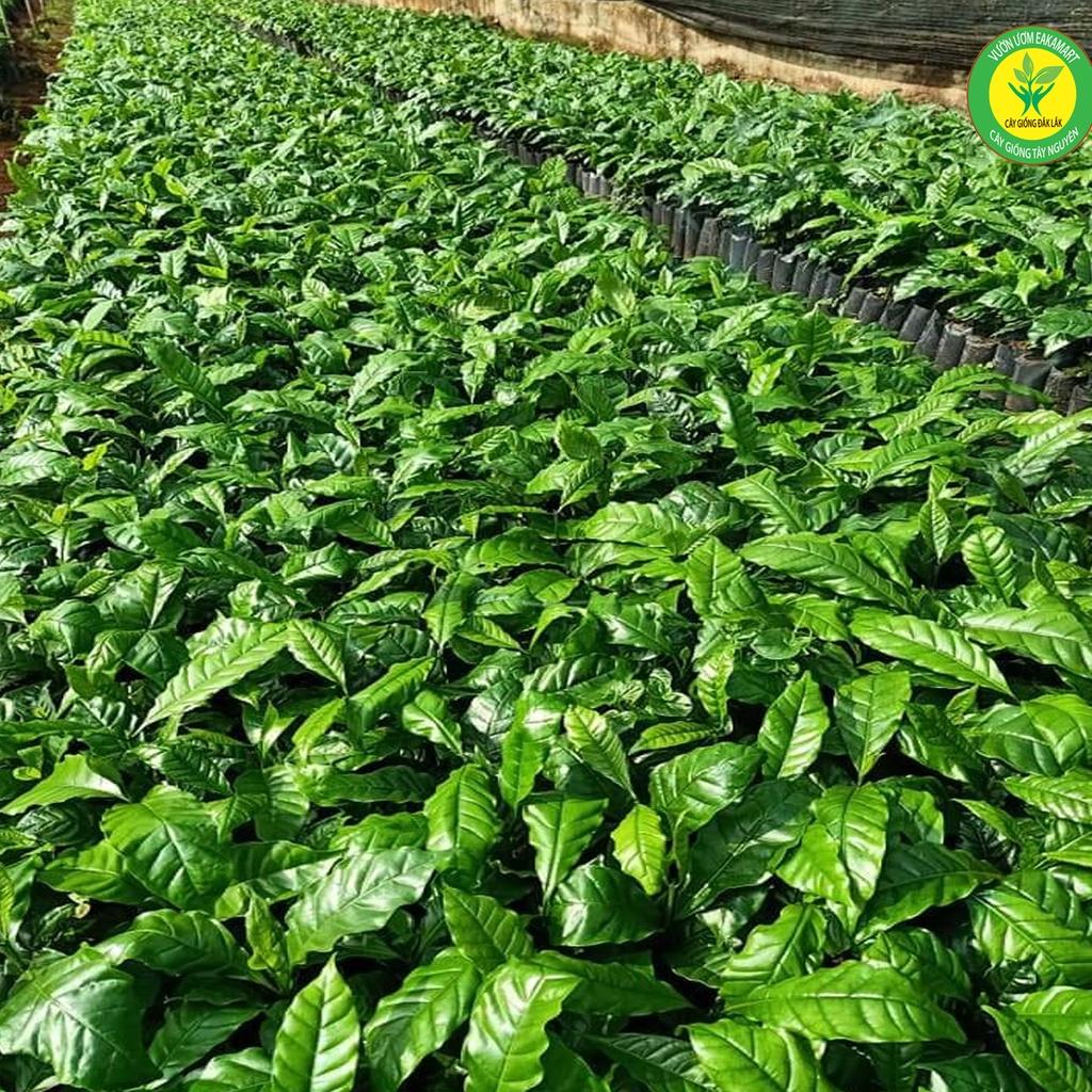 Giống Cây Cà Phê