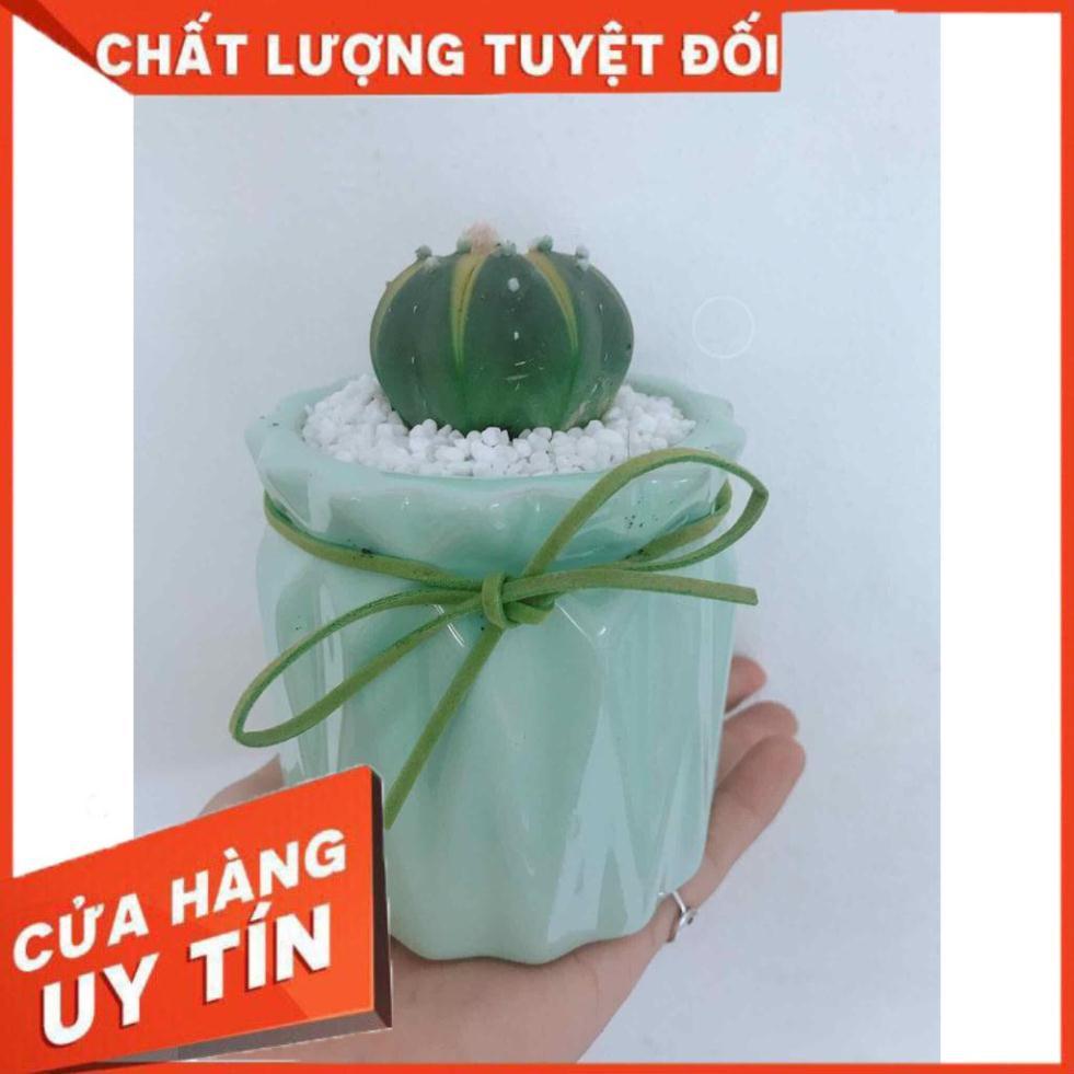 Chậu xương rồng Nhiều Người Mua