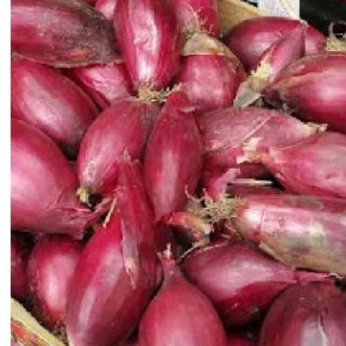 Combo 2 gói Hạt giống hành gốc tím F1 -gói 2gram/tặng kèm gói phân bón lót