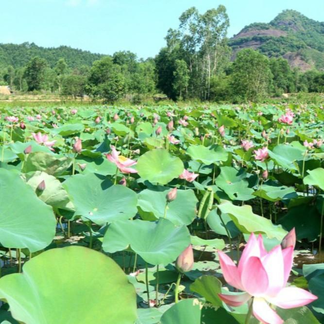 10 Hạt giống hoa sen ta 3 màu vàng, hồng, trắng