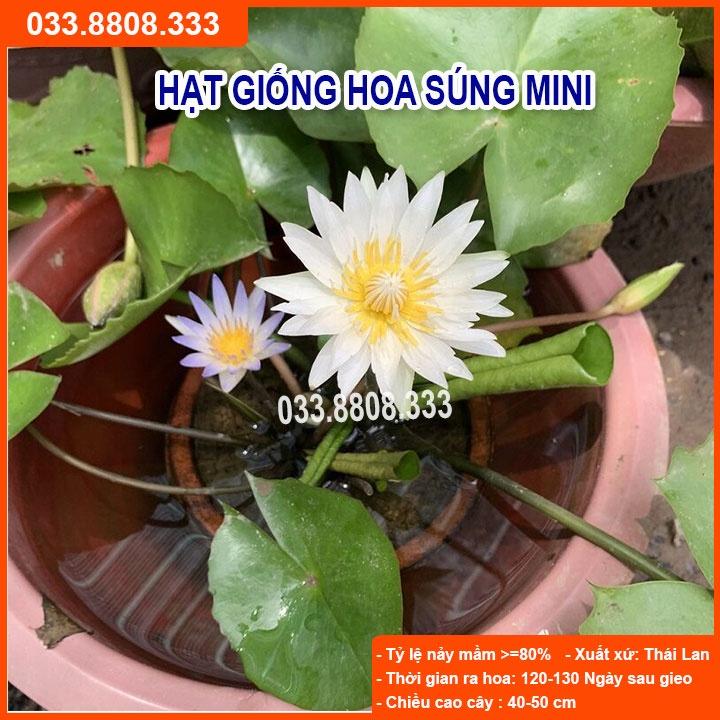 Hạt giống Hoa Súng Thái -Hoa Kiểng Trồng Chậu Trang Trí Sân Vườn