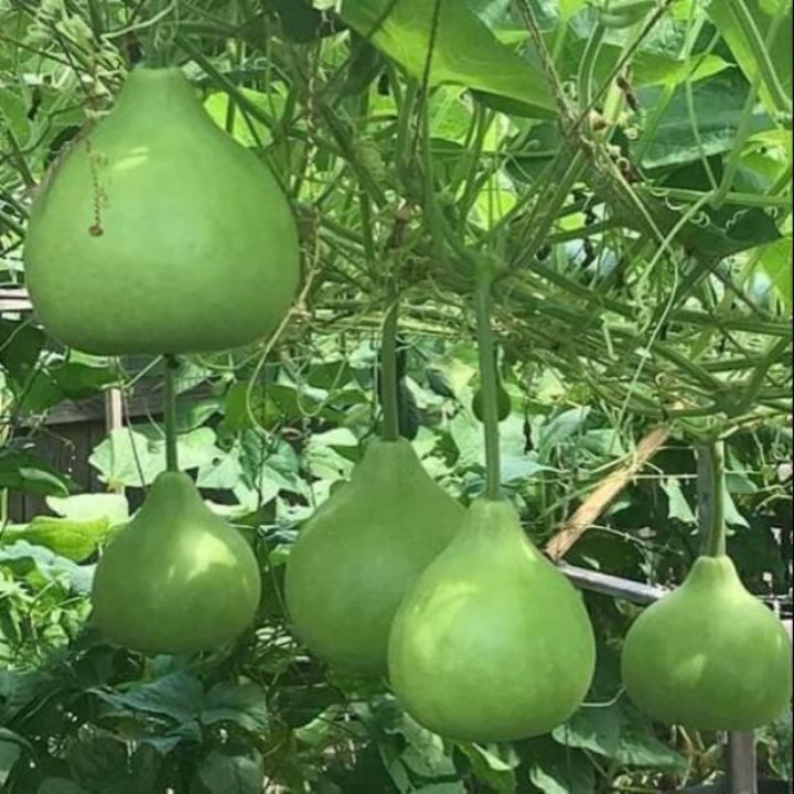 1 gói Hạt giống bầu tròn