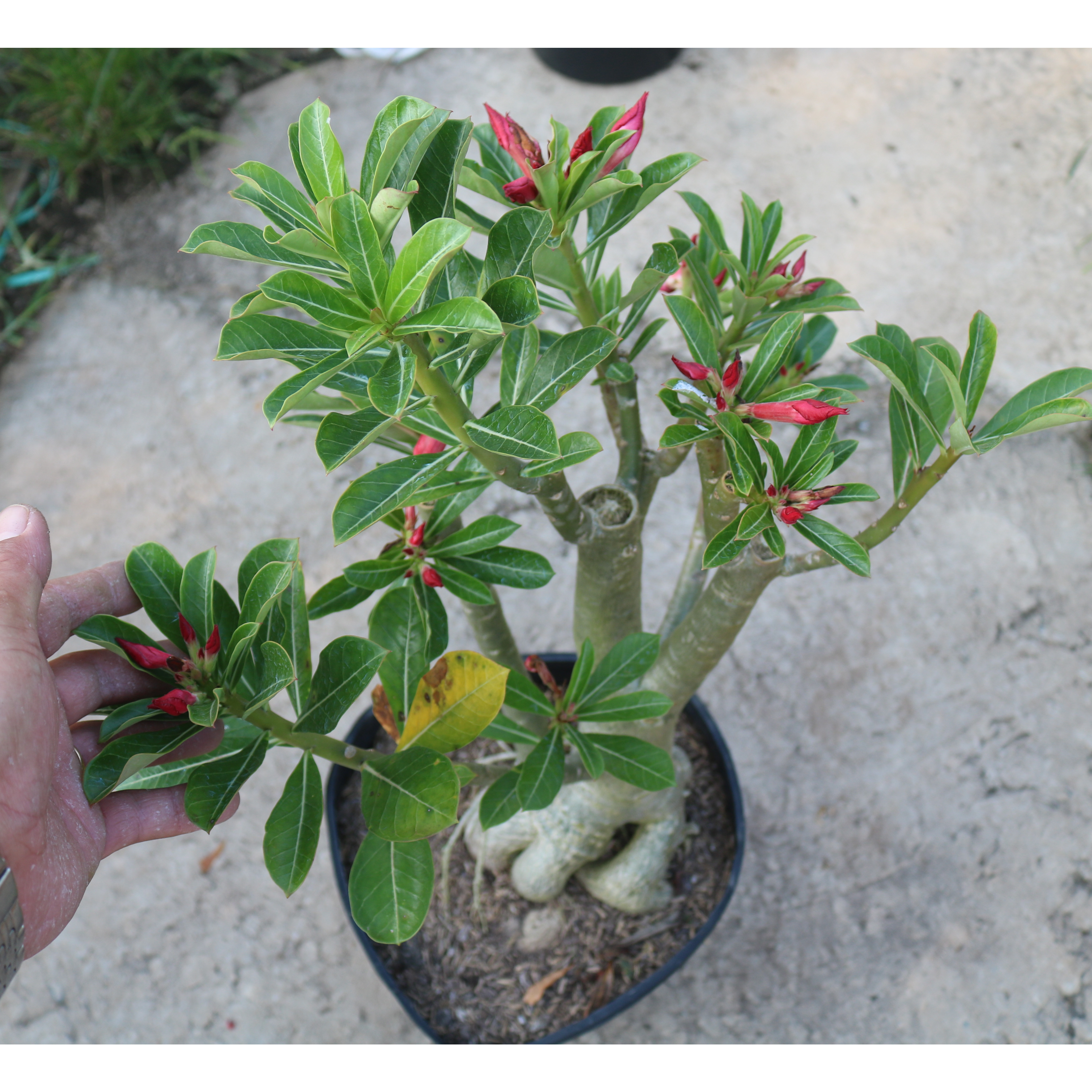 Cây sứ Ánh Dương gốc to hoa màu đỏ