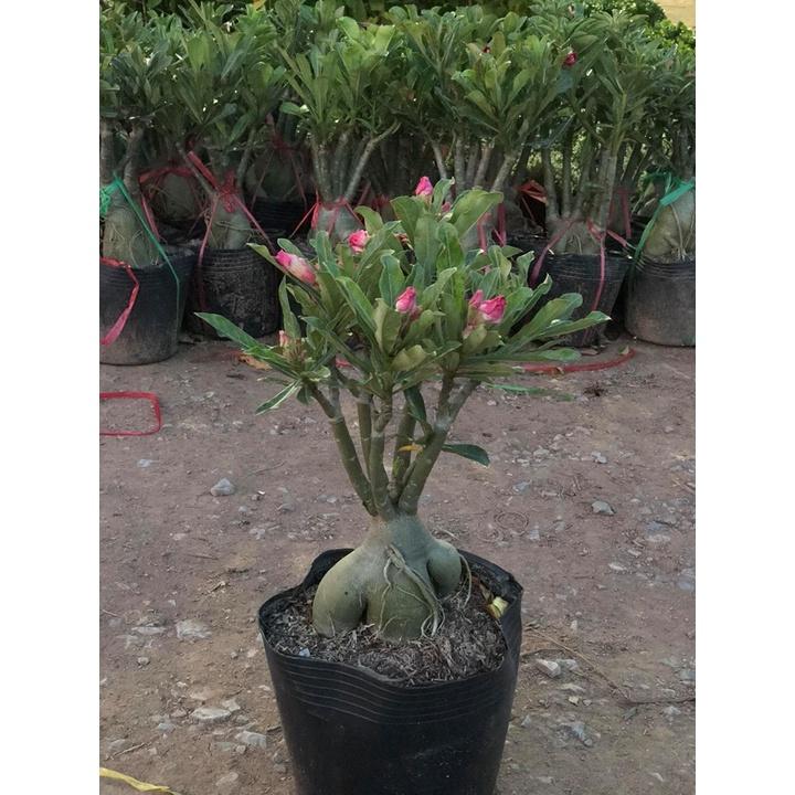 Cây sứ thái kép trưởng thành