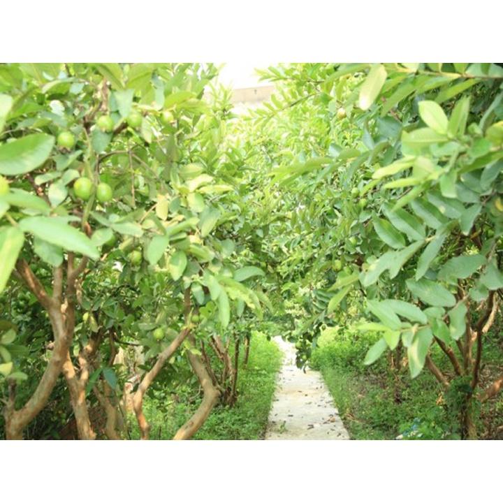 CÂY GIỐNG ỔI GĂNG, ỔI ĐÔNG DƯ