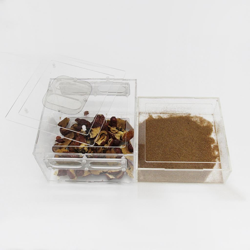 Small Reptile Lizard Spider Scorpion Insect Vivarium Feeding Rearing Box