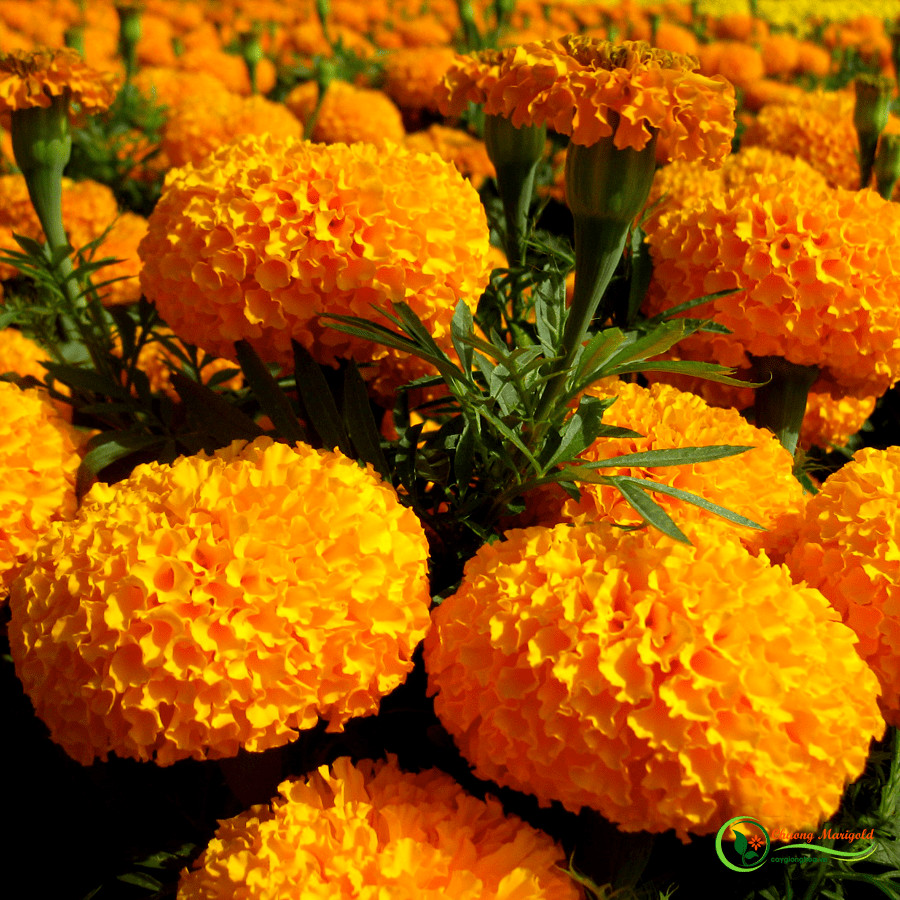 Bộ 1 gói Hạt giống hoa vạn thọ mỹ lùn màu cam- siêu hoa- hàng loại 1 -30 hạt