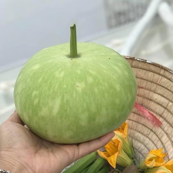 Hạt giống bầu tròn Thái - Hạt nảy mầm tốt - 1 gói 2gram
