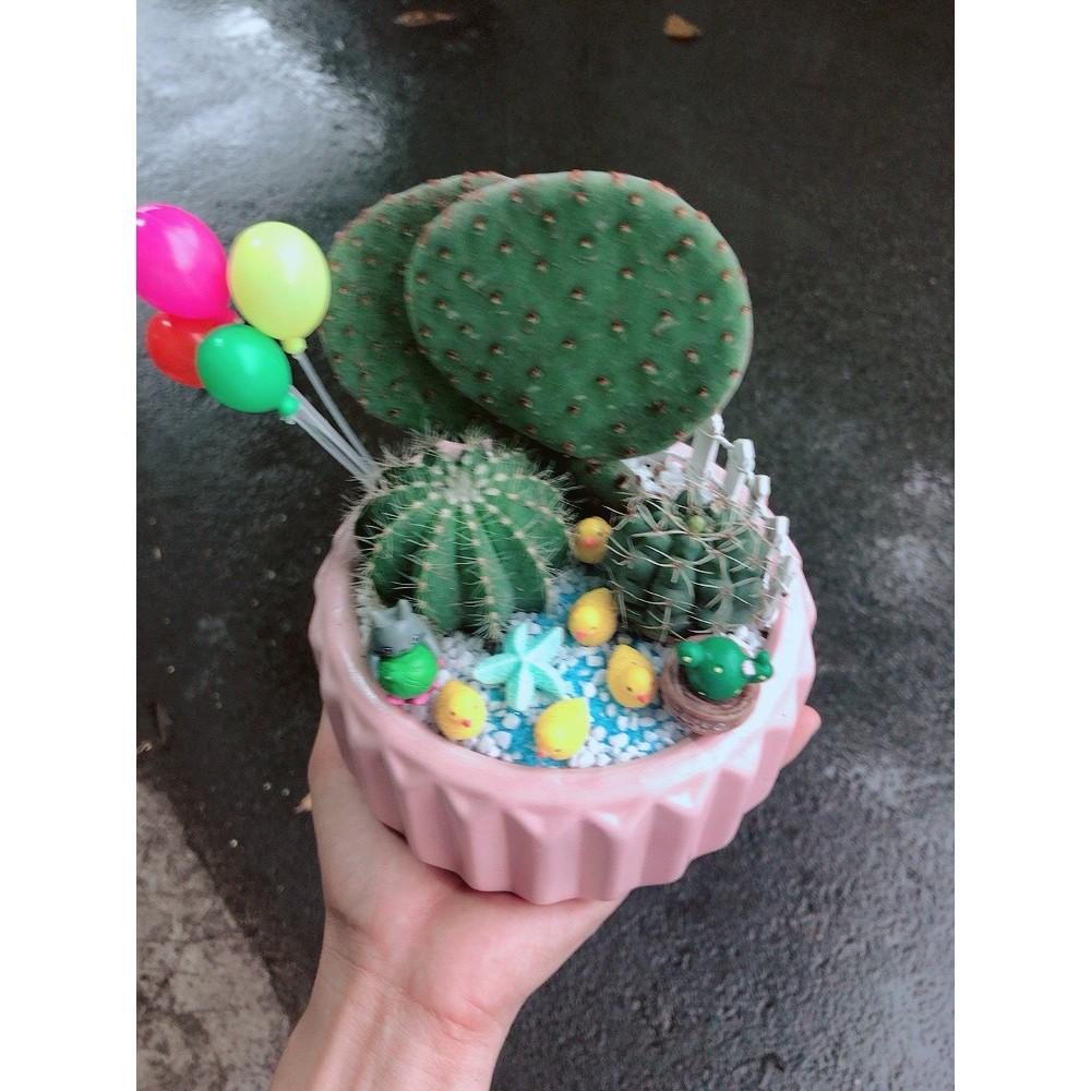 Chậu sen đá tiểu cảnh 24