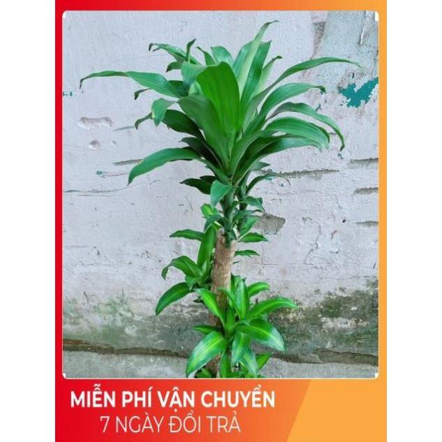 Chậu Cây Phát Tài Cao 1m4