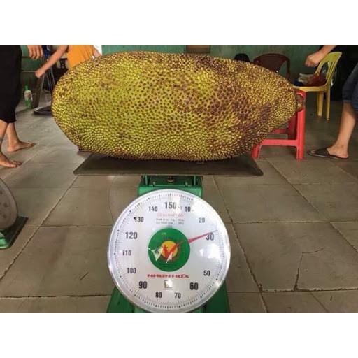 CÂY GIỐNG Mít Trái Dài Malaysia,CAM KẾT GIỐNG CHUẨN, BẢO HÀNH F1